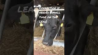 Dog training around the cows😊 Bedlington Whippets Lola Missy and Brutus [upl. by Anahcra]