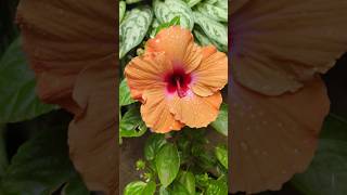 Beautiful Hibiscus Flowers In My Garden garden motivation hybiscus ytshorts shortvideo shorts [upl. by Eilyr]