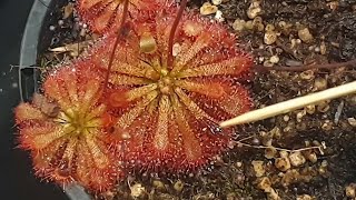 How To Feed Sundews [upl. by Idnyc979]