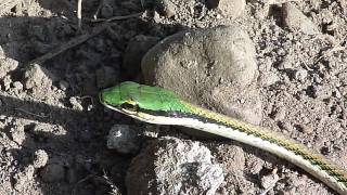 Leptophis mexicanus Mexican Parrot Snake  Lora mexicana [upl. by Anifares]