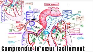 Le Système Cardiovasculaire  Comprendre le Coeur amp les Mouvements du Sang dans le coeur [upl. by Ibrab574]