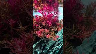 Rotala on pearling mode aquarium aquarius aquascapegallery [upl. by Aitnom969]