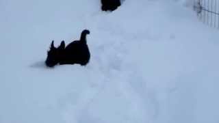 Scottie Pups Meet the Snow [upl. by Berty]