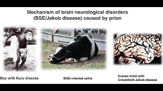 Mechanism of brain neurological disorders BSEJakob disease caused by prion proteins [upl. by Gayle926]