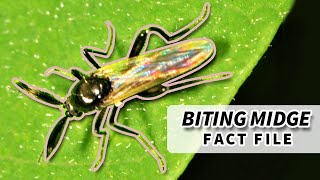 NoSeeUm Facts the BITING MIDGE facts  Animal Fact Files [upl. by Estrellita]