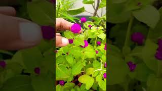 Gomphrena flower care nd tips gomphrena ytshorts gardening flowerplant [upl. by Greenland573]