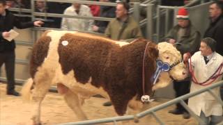 Sale of Simmental Bulls top 14 prices at Stirling Bull Sales  February 16th 2015 [upl. by Olli]