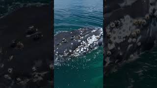 Funny Humpback Calf playing with boat [upl. by Ayam548]