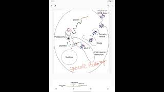 Cytosolic pathway [upl. by Cleodel]