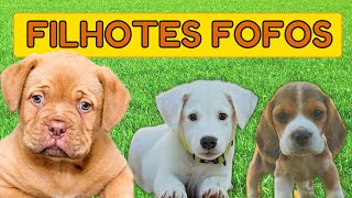 10 RAÇAS  FILHOTES DE CACHORROS FOFOS [upl. by Arerrac]