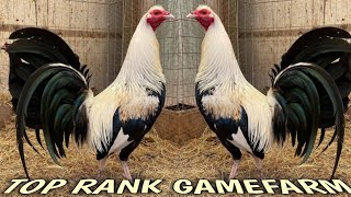 Top Rank Farm  California [upl. by Anived674]