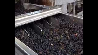 XTRI 100 Optical sorting for wine grape  Defranceschi by Protec [upl. by Alyad]