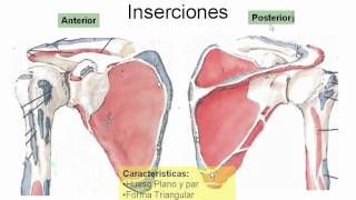 Anatomía Miembro Superior I [upl. by Sirrap]