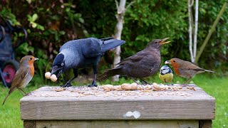 Videos for cats 🕊️ Spring Birds amp Squirrels Snack on a Stool 🐿️ Videos for cats 4K [upl. by Mesics391]