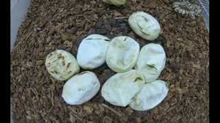 Ball Python Eggs Hatching Time Lapse [upl. by Gaivn]