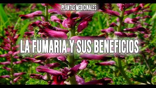 LA FUMARIA O PALOMILLA ¿PARA QUE SIRVE  PLANTAS SILVESTRES MEDICINALES [upl. by Nirrac]