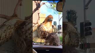 EAGLE ATTACK ON MY KITTEN 😭 shortsfeed ytshorts viralshort trendingshort animal yt [upl. by Einaffit]