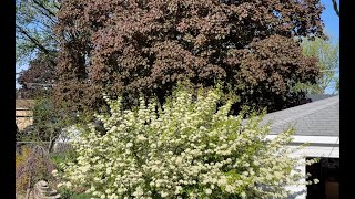 Beautiful Blackhaw Viburnum and Crimson King Maple [upl. by Nosilla]