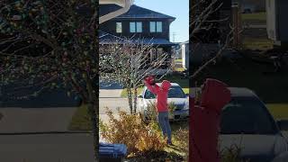 Dad is putting Christmas lights on our tree shortvideo christmas christmasdecor christmastree [upl. by Noyart]