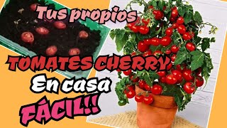 Cómo cultivar tus TOMATES CHERRY 🍅 Plantar tomate cherry en casa desde SEMILLA tu huerto en casa [upl. by Airamesor]