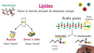 Lípidos Biomoléculas [upl. by Caves]