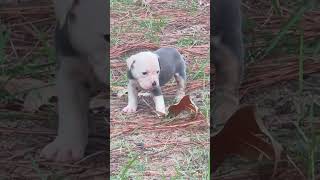 Olde English Bulldogges New Litter Ready To Go Home Soon [upl. by Galligan711]