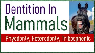 Dentition in Mammals  Types of Teeth in Mammals [upl. by Amis]