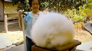 Record Breaking Rabbits Angora Bunnies Get BlowDried [upl. by Ophelia]