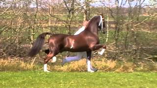 Dutch Harness Horse Stallion Saffraan turned 16 years young [upl. by Naihr276]