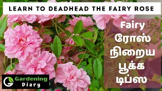 Deadhead The Fairy Rose for more blooms in Tamil பேரி ரோஸ் நிறைய பூ பூக்க டிப்ஸ் [upl. by Onivla]