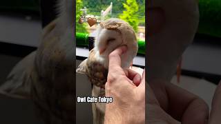 Owl Loves Face Rubs  Japanese Owl Cafe Owl Owls Animals Animal Tokyo Japan AnimalCafe [upl. by Hannazus268]