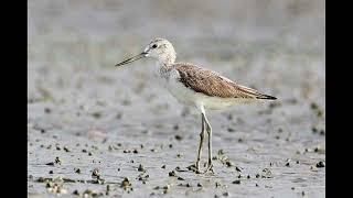 Greenshank Bird Call [upl. by Nosiddam]