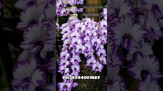 Compactum orchid seedlings 4 colour combo [upl. by Sherry]