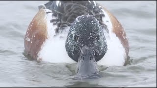 NORTHERN SHOVELER  Shoveler  Ducks  Mallard  Waterfowl  Duck Hunting  Pitboss Waterfowl [upl. by Waldner98]