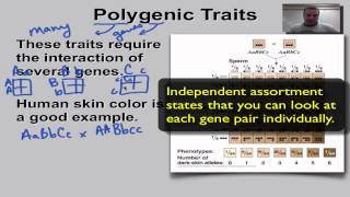 Chapter 11 Part 12  Polygenic Traits [upl. by Llenart]