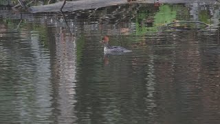 Hooded Mergansers Parc omega [upl. by Eciruam62]