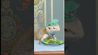 Good morning Mi Li said you eat bread and I eat insects Bearded dragon lizard Reptiles Lizar [upl. by Straub]