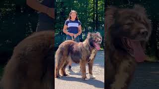 Werewolf 🐺 dog dogs pet pets bigdog bigdogs caucasianshepherd jozodogs caucasianshepherds [upl. by Rempe]