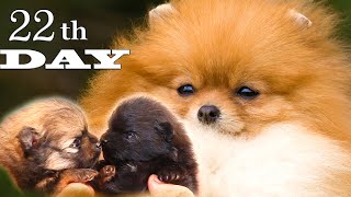 Pomeranian puppies 22 th day pomeranians cutepomeranian pomeranianlovers [upl. by Einohtna]