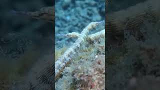 Reef pipefish meet underwater marinelife sea oceanlife [upl. by Lesly]