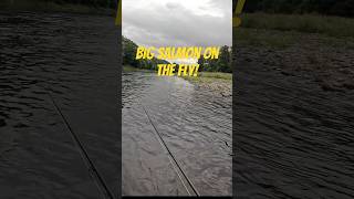 Catching big Atlantic salmon on the fly fishing river flyfishing scotland [upl. by Nimar891]