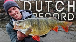 NEDERLANDS RECORD BAARS 54 Vissen op GROTE Baarzen Catching DUTCH RECORD PERCH [upl. by Amoreta614]