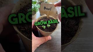 Grow Your Own Basil from Seed [upl. by Kreis]