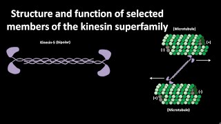 Kinesin superfamily members  Structure and function  CSIR NET LS JRF  GATE [upl. by Muire]