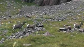 Bighorn Sheep beneath Crestone Needle Sangre De Cristo Mountains Colorado [upl. by Mandelbaum]