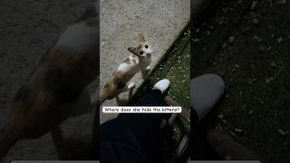 How does a kitten hiss🤯😅 hiss cat [upl. by Vijar]