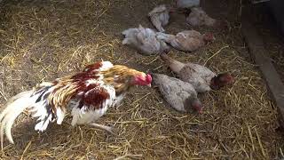 Belgian Giant Liege Fighters  Greenfire farms eggs hatched [upl. by Gasperoni]