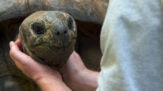 Do Tortoises Like Being Touched [upl. by Notecnirp]