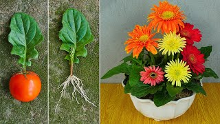 3color gerbera pots grown from leaves Method of growing gerbera with tomatoes [upl. by Nary]