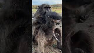 Cindy the baboon has so much love for the baby warthogs 😍 sound on animals animallover wildlife [upl. by Aizirtap]